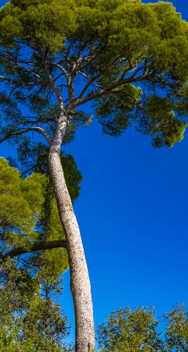French maritime pine bark ingredient illustration